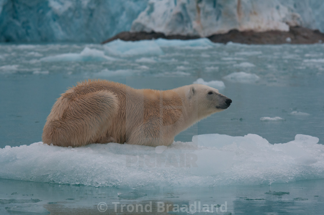 "Polar bear" stock image