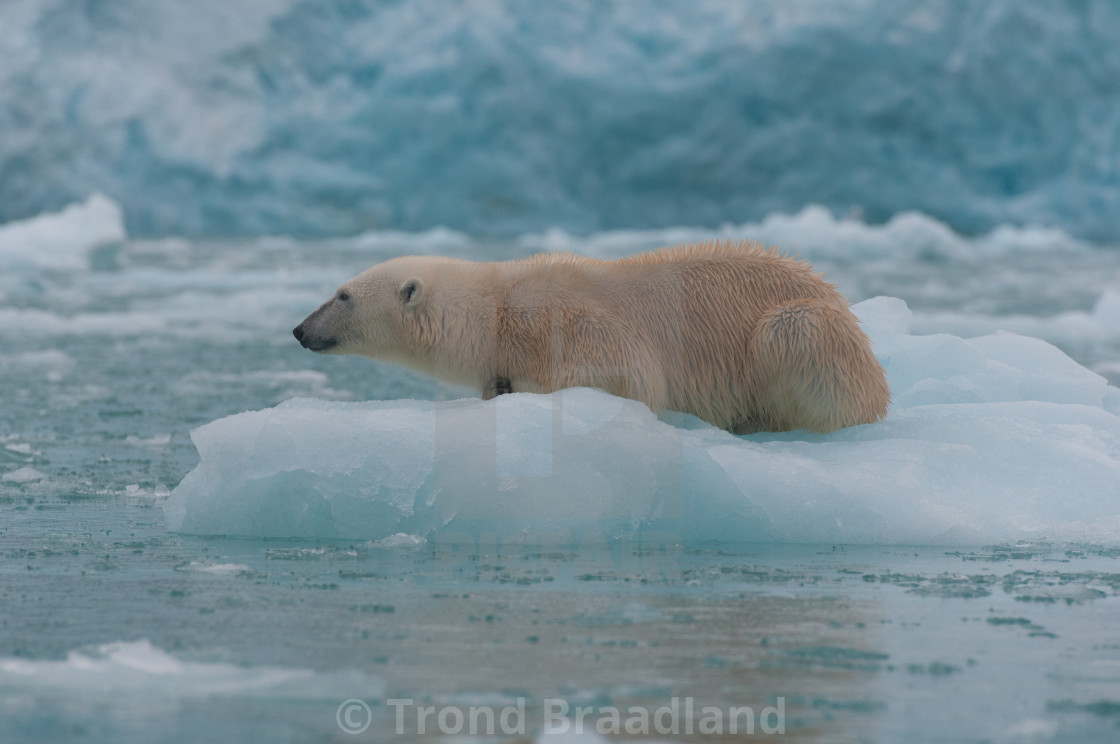 "Polar bear" stock image