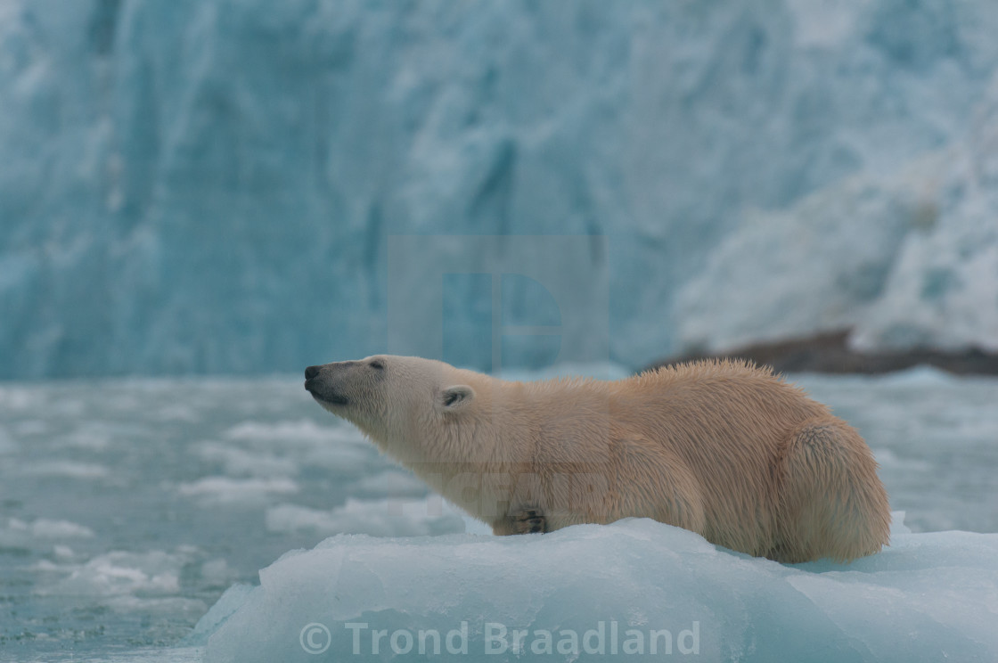 "Polar bear" stock image