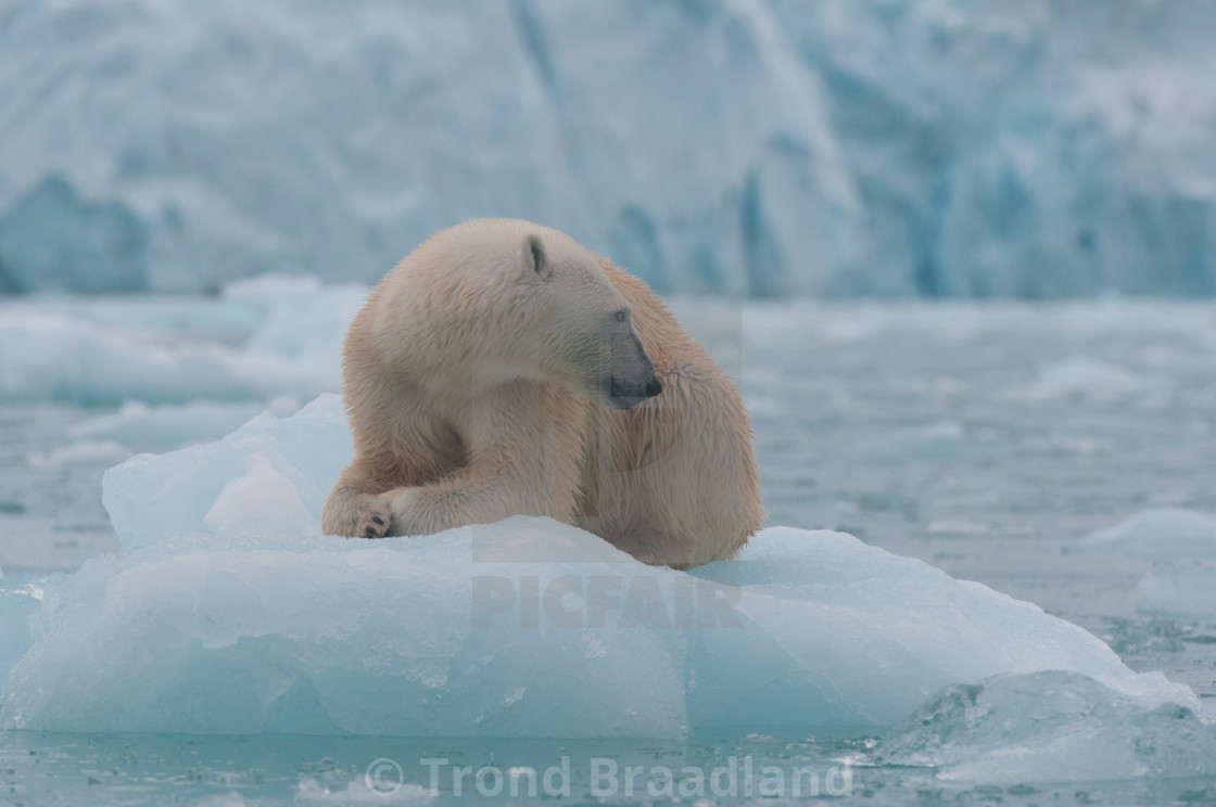 "Polar bear" stock image