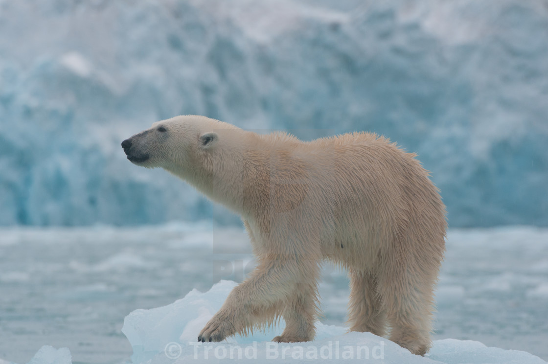 "Polar bear" stock image