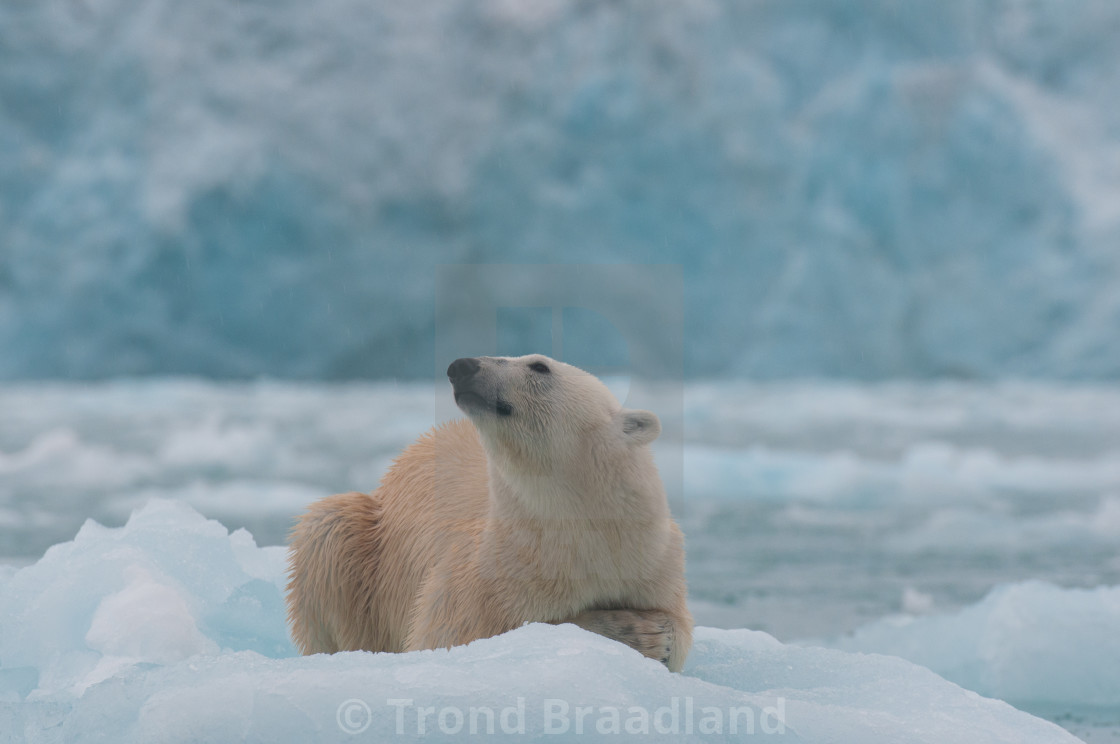 "Polar bear" stock image