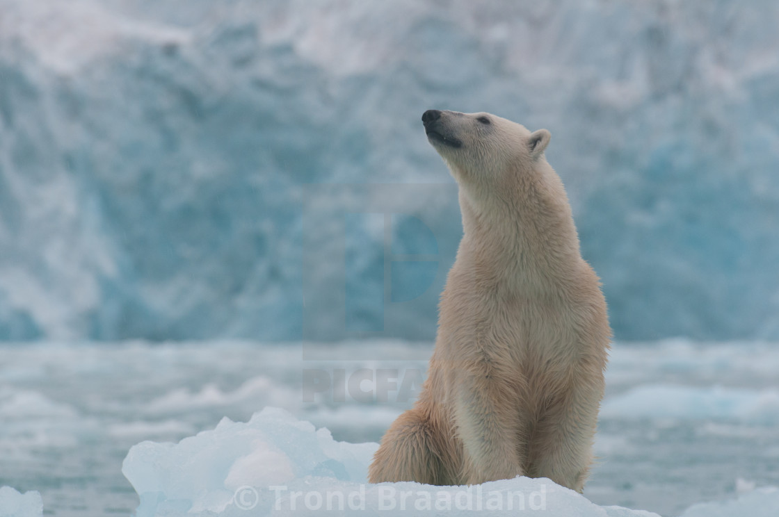 "Polar bear" stock image