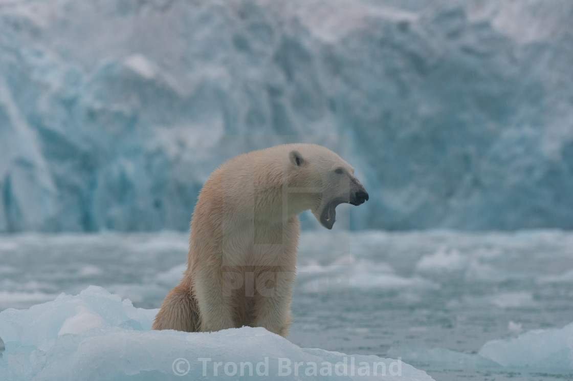 "Polar bear" stock image