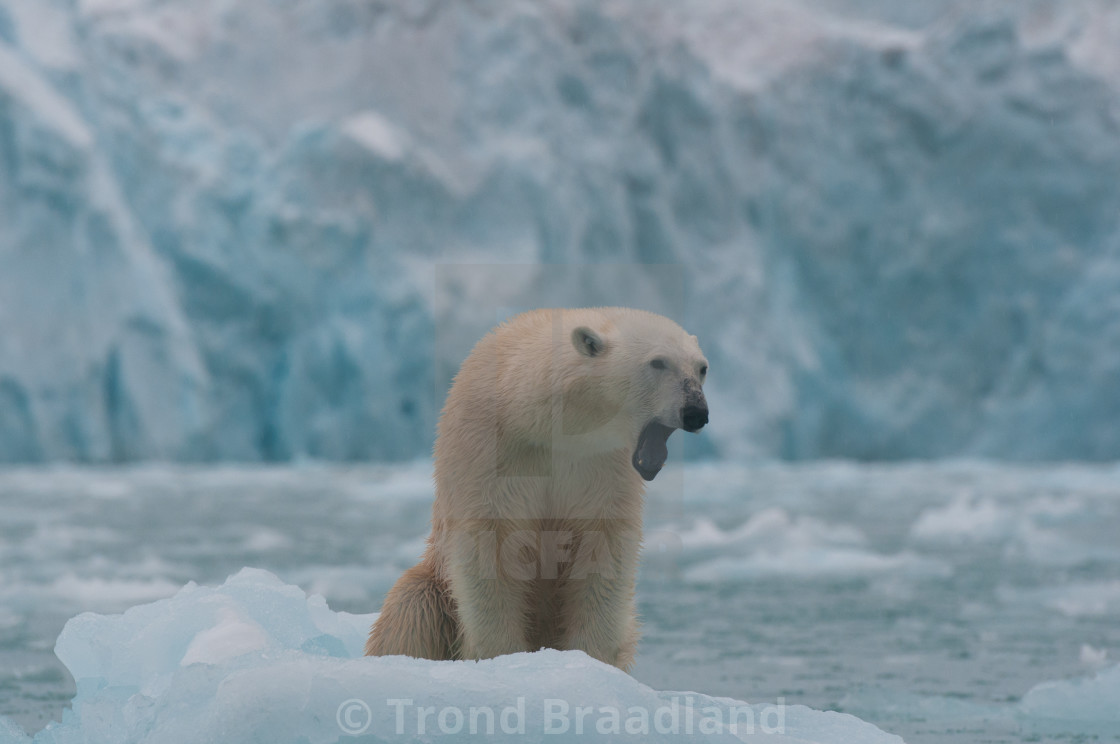 "Polar bear" stock image