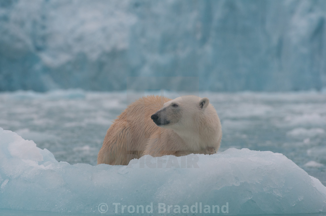 "Polar bear" stock image