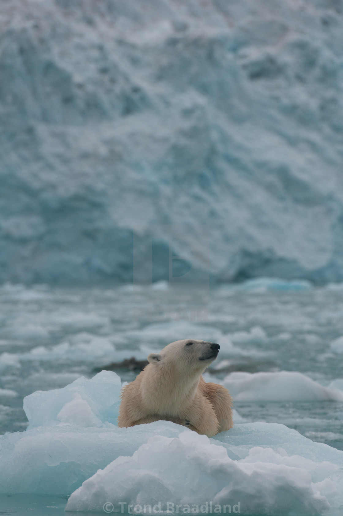 "Polar bear" stock image