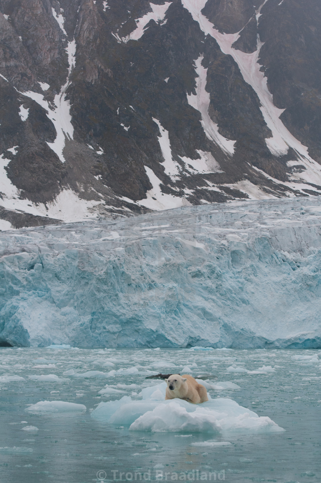 "Polar bear" stock image