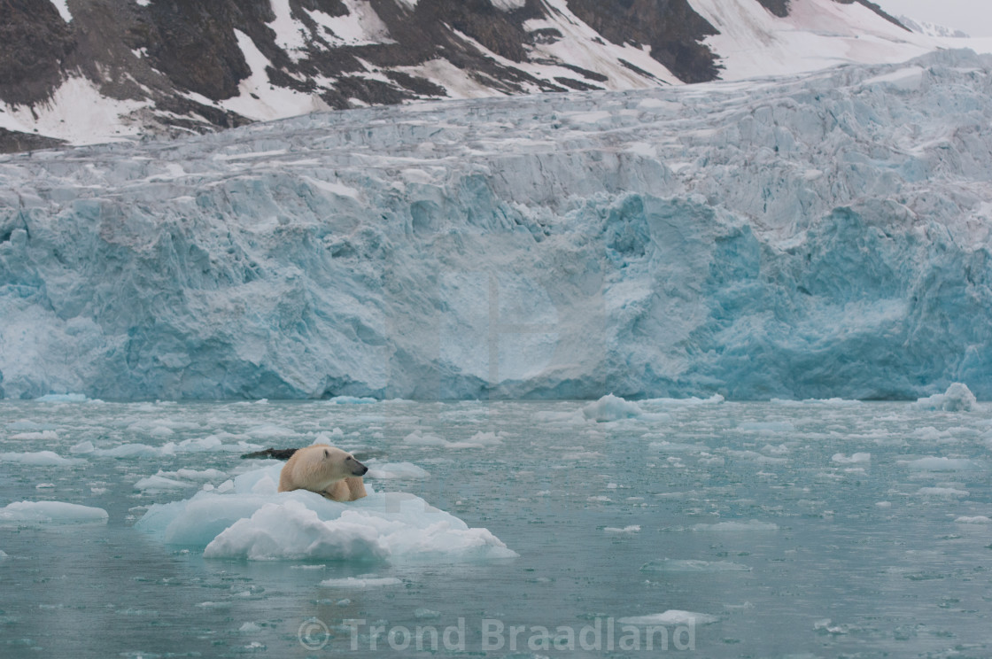 "Polar bear" stock image