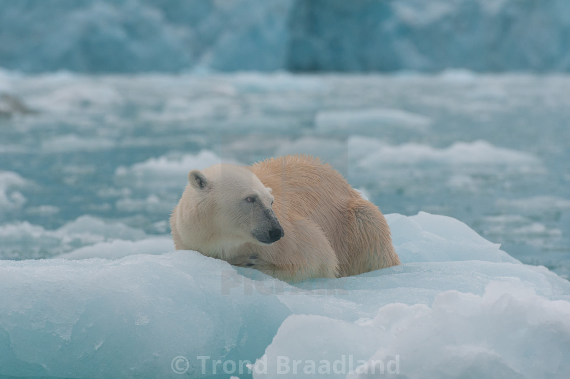 "Polar bear" stock image