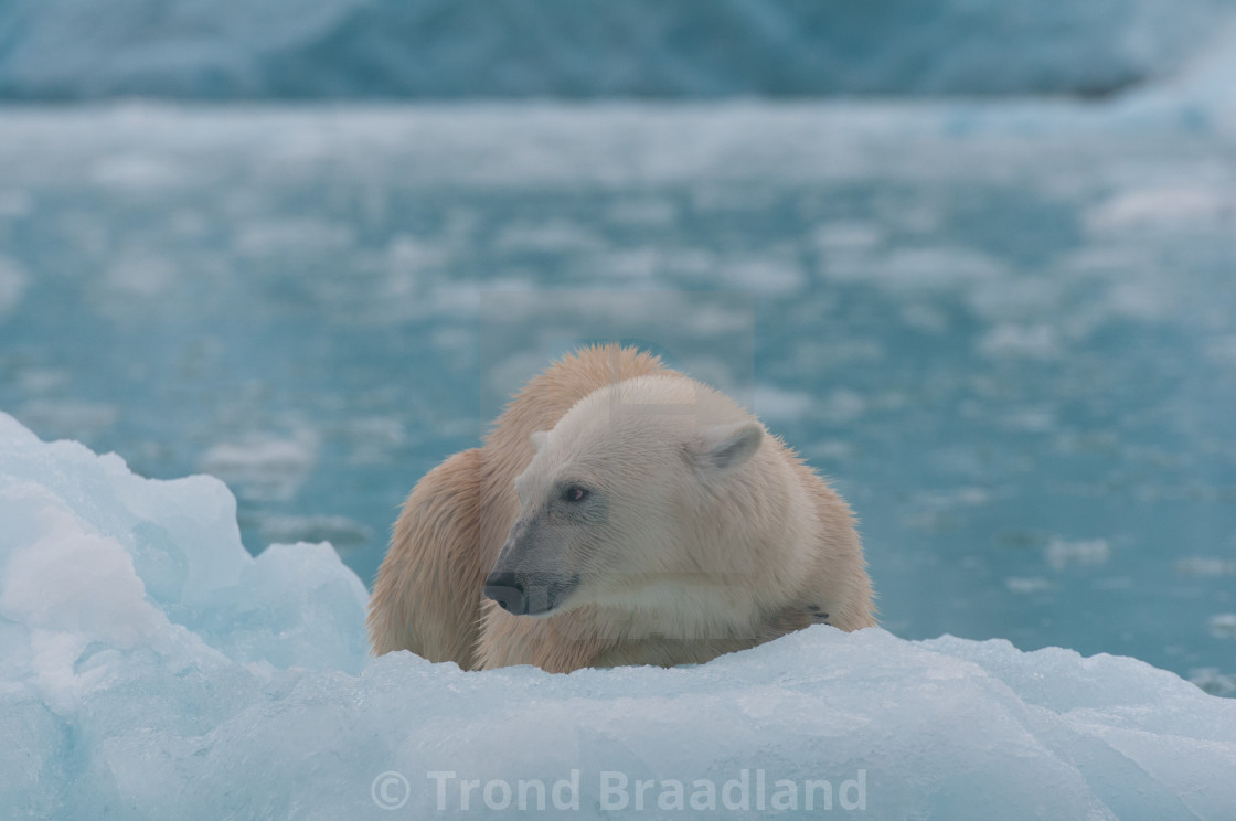 "Polar bear" stock image