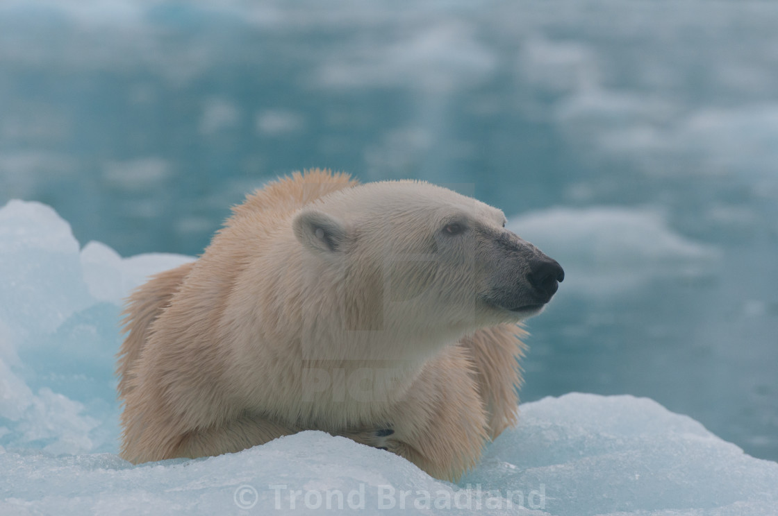 "Polar bear" stock image