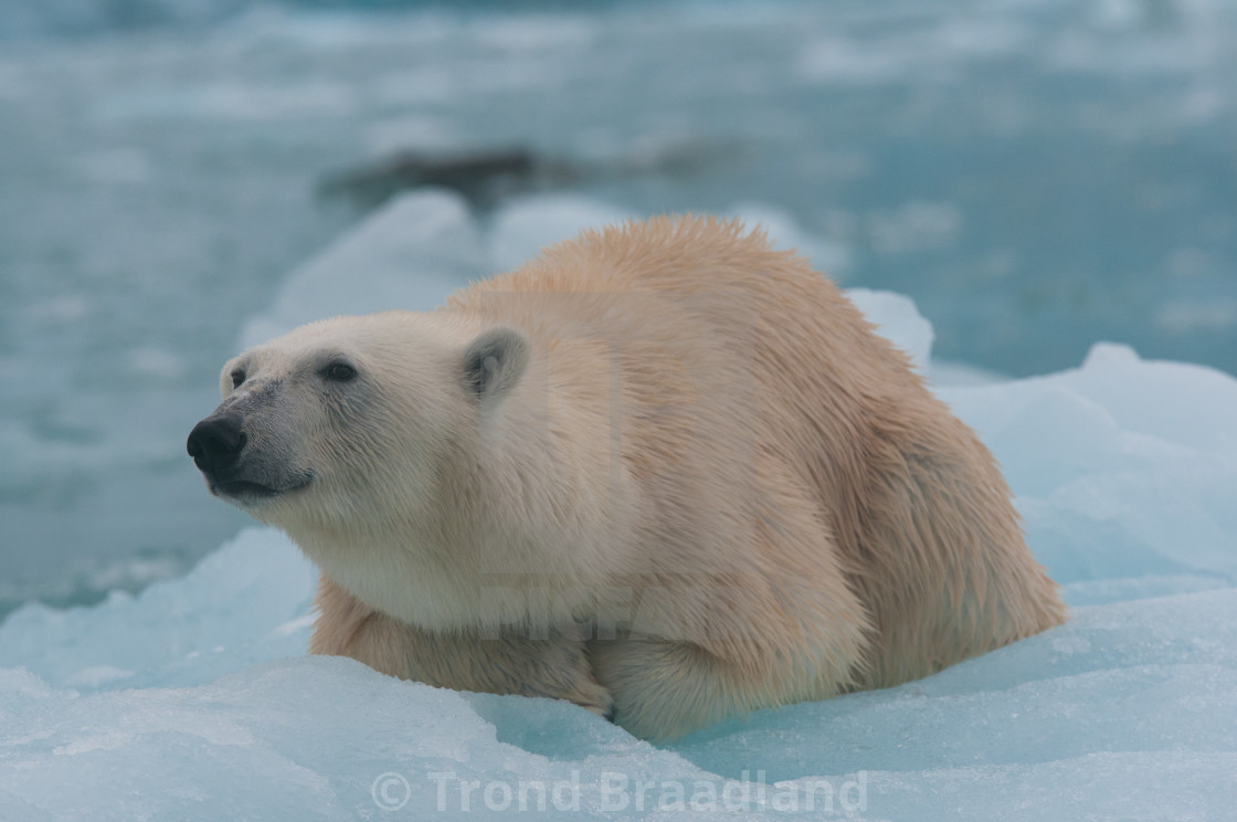 "Polar bear" stock image