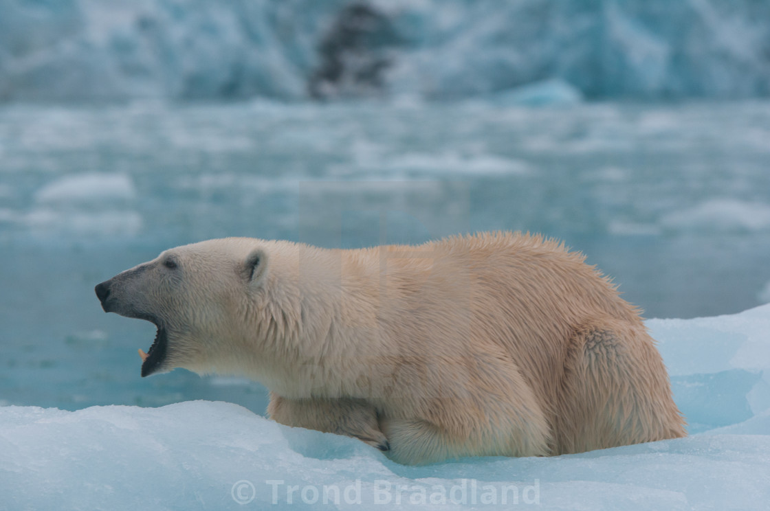 "Polar bear" stock image