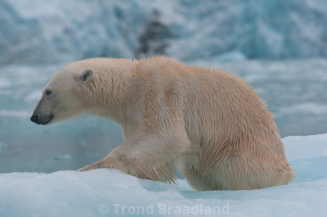 "Polar bear" stock image