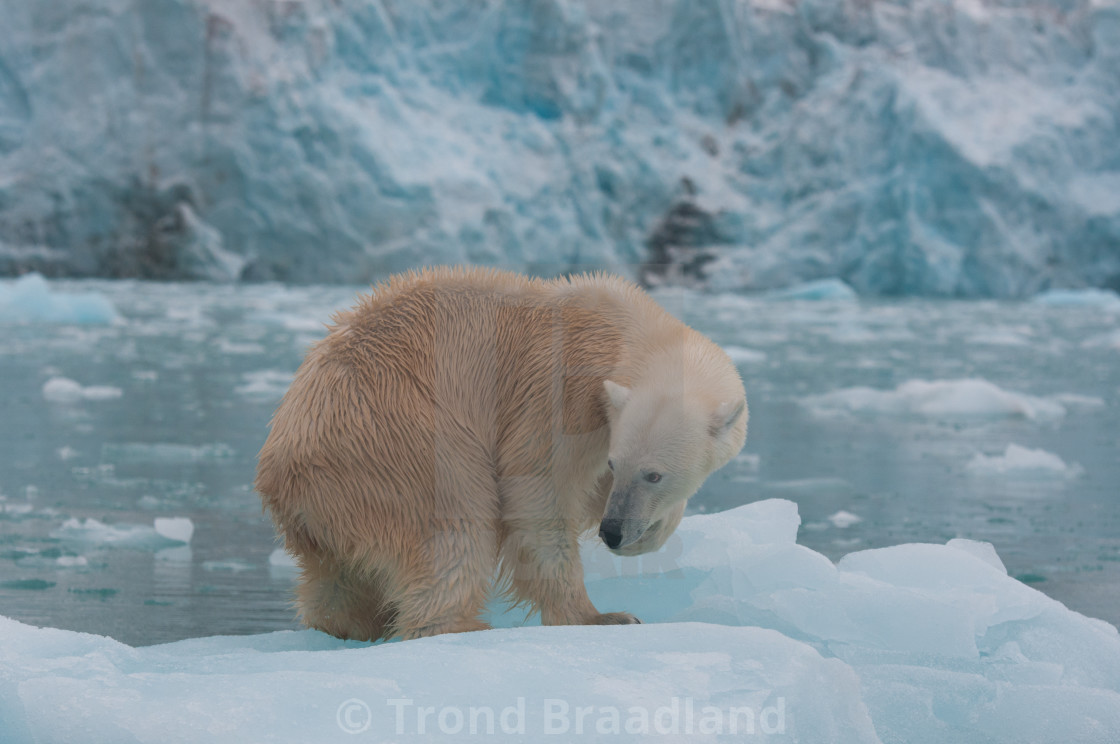 "Polar bear" stock image