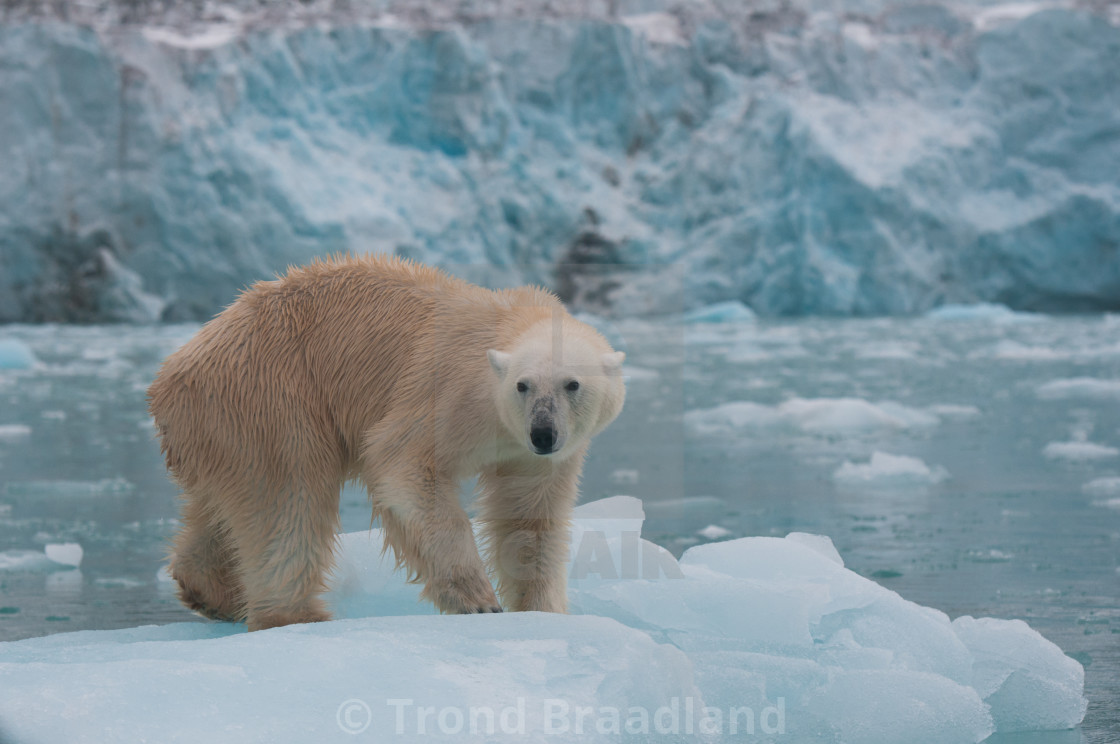 "Polar bear" stock image