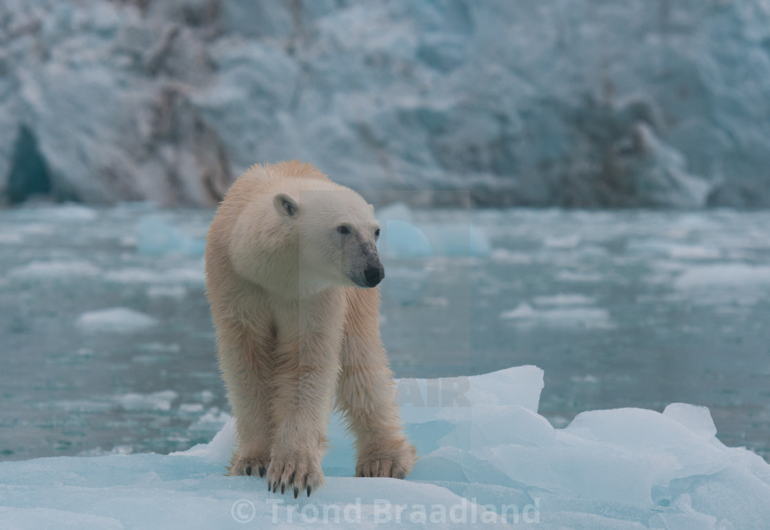 "Polar bear" stock image