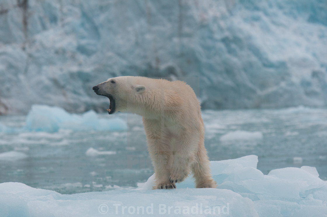 "Polar bear" stock image