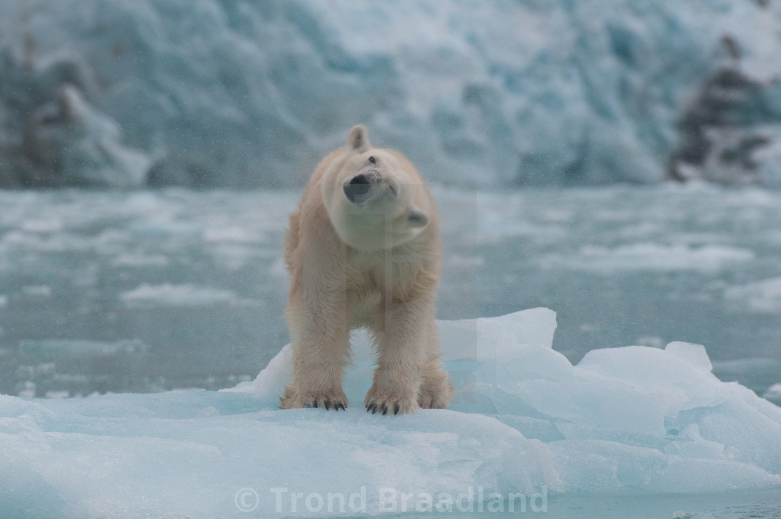 "Polar bear" stock image