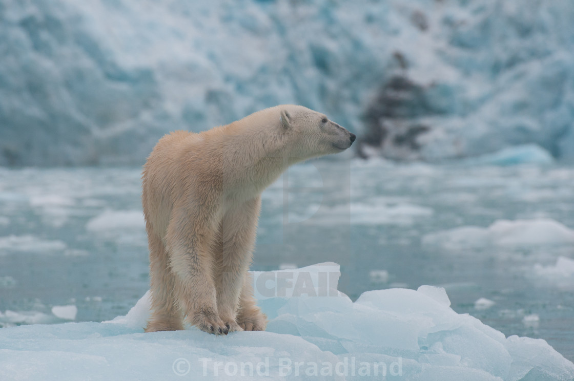 "Polar bear" stock image