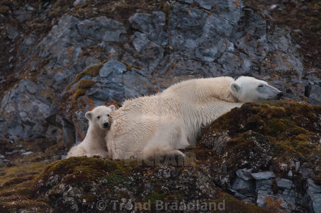 "Polar bear and cub" stock image