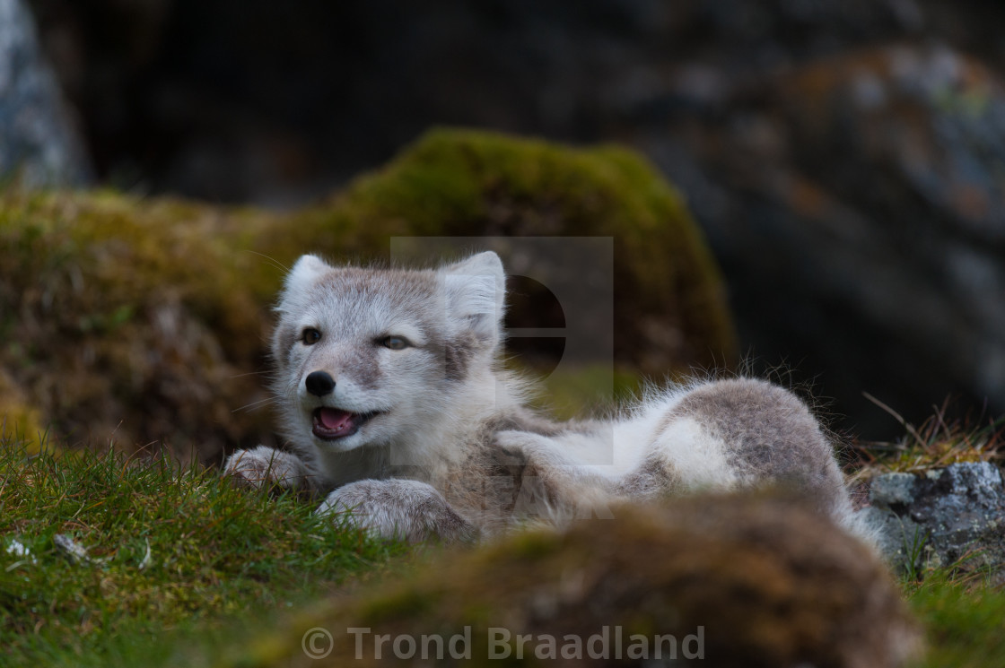 "Arctic fox" stock image