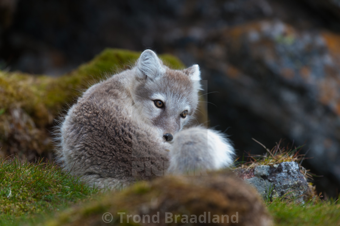 "Arctic fox" stock image