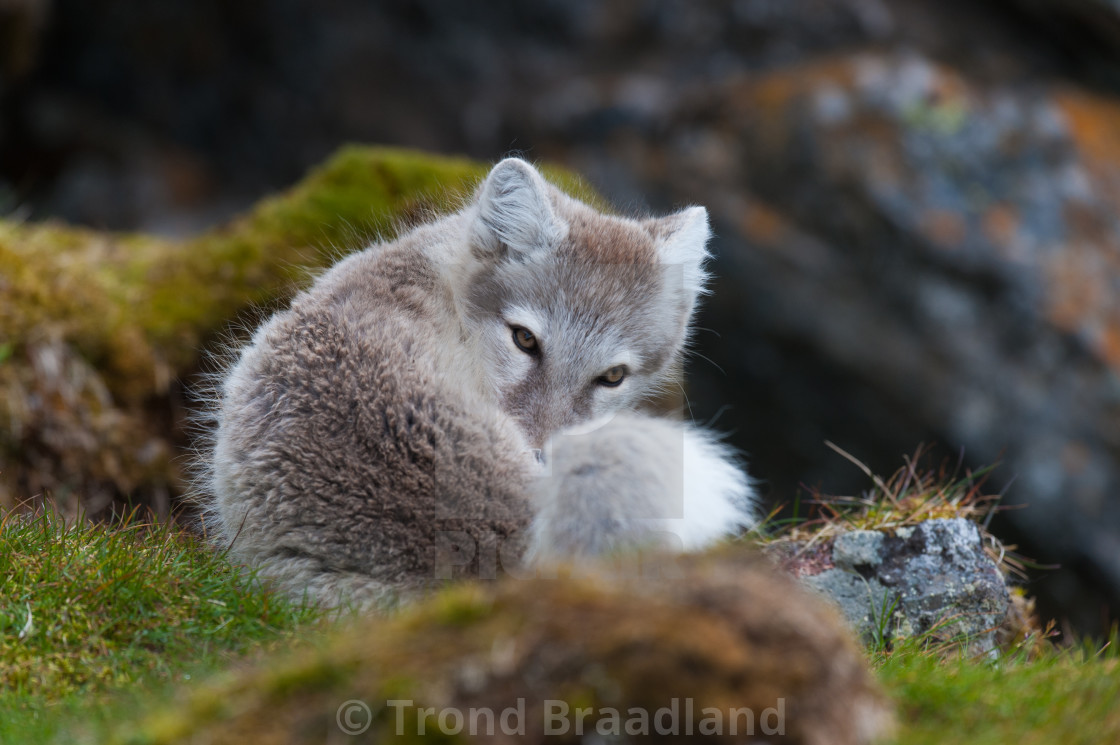 "Arctic fox" stock image