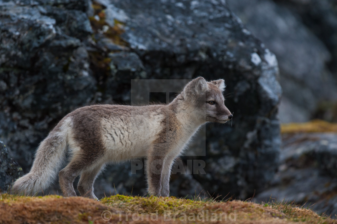 "Arctic fox" stock image