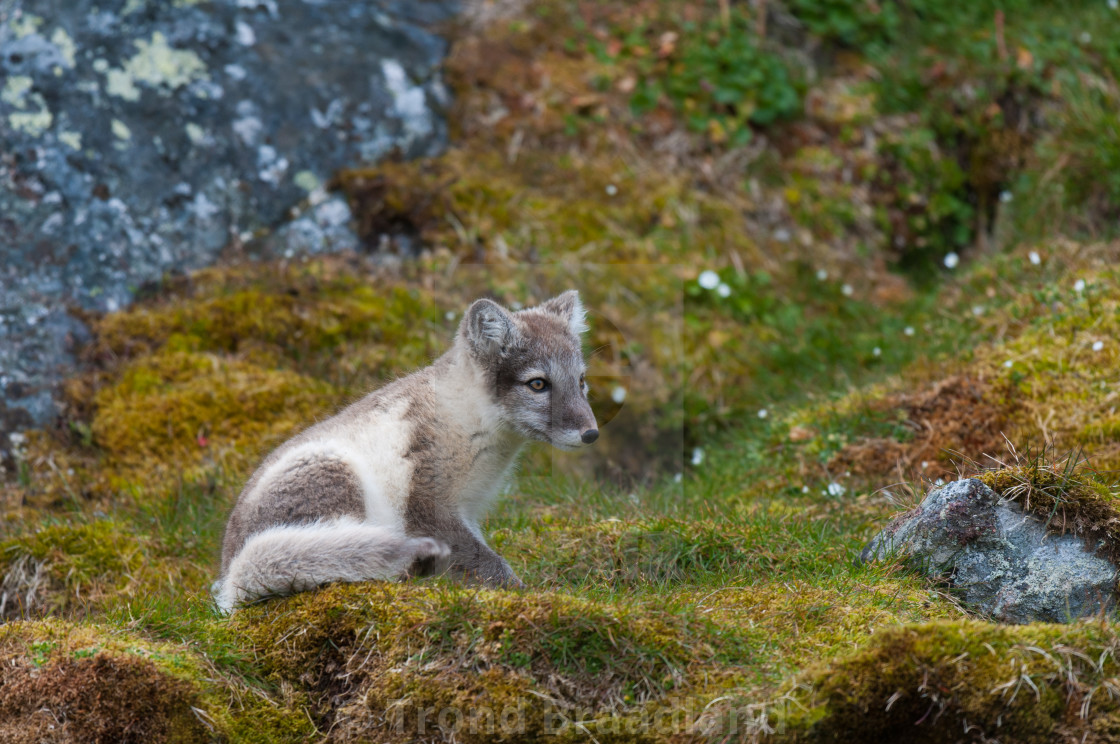 "Arctic fox" stock image