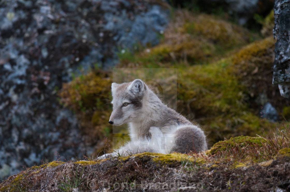 "Arctic fox" stock image