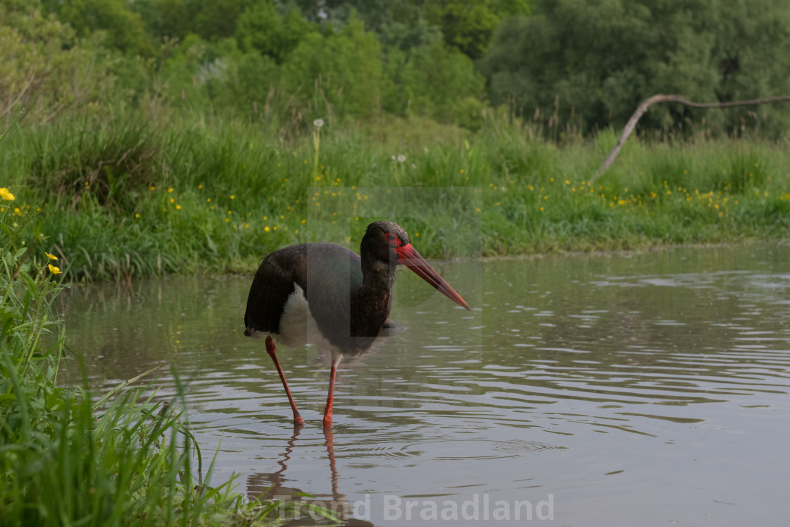 "Black stork" stock image