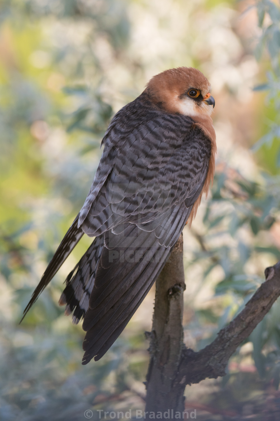 "Red-ffoted falcon female" stock image