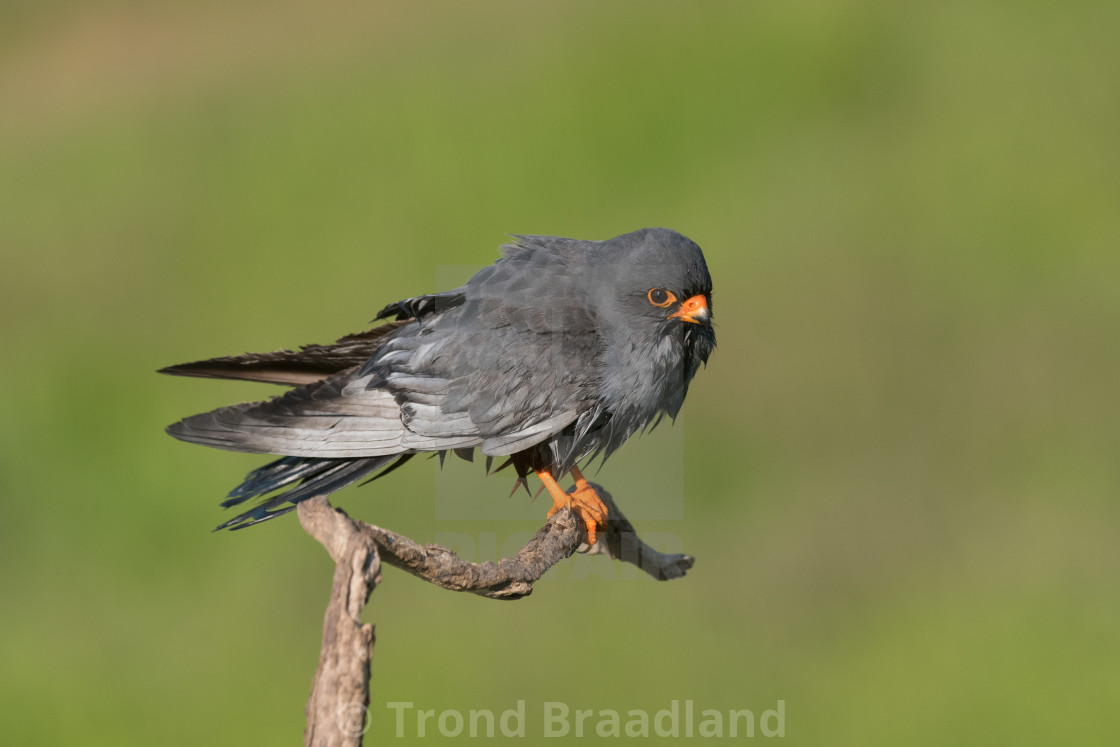 "Red-footed falcon male" stock image