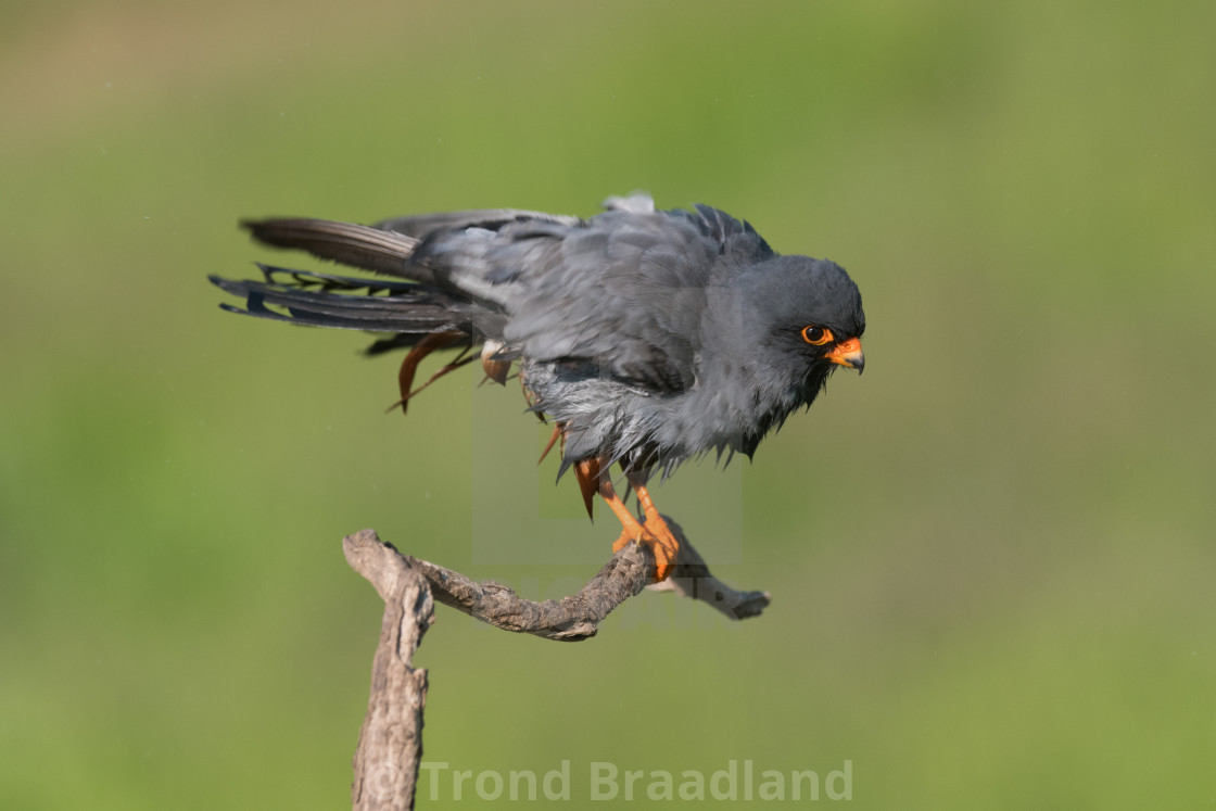 "Red-footed falcon male" stock image