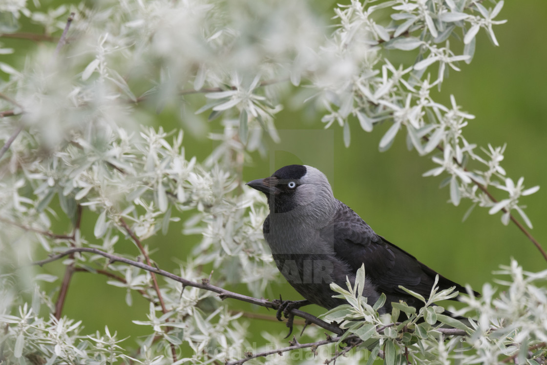 "Western jackdaw" stock image