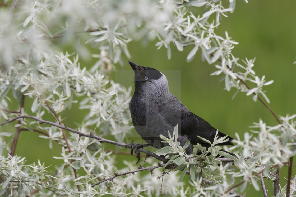 "Western jackdaw" stock image