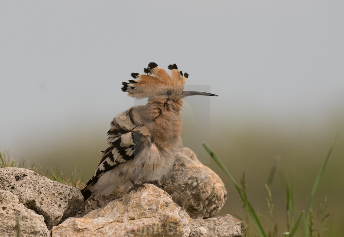 "Eurasian hoopoe" stock image