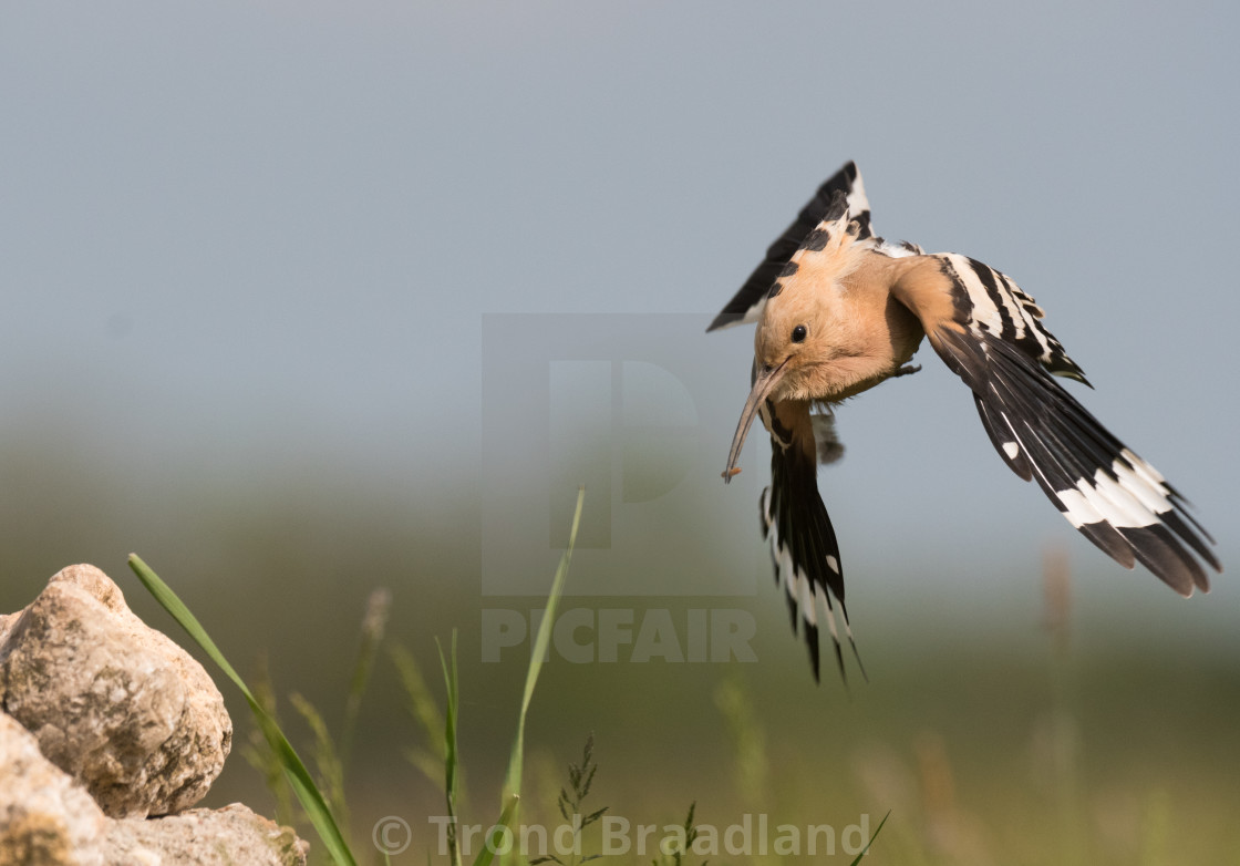 "Eurasian hoopoe" stock image