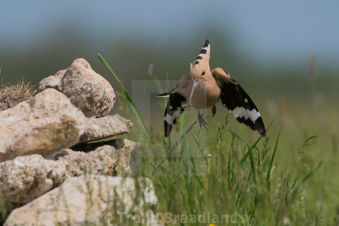 "Eurasian hoopoe" stock image