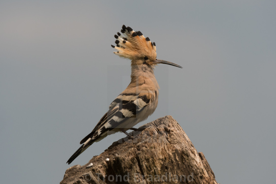 "Eurasian hoopoe" stock image