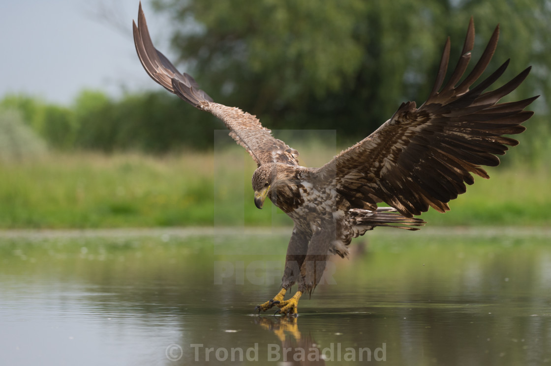 "White-tailed eagle" stock image