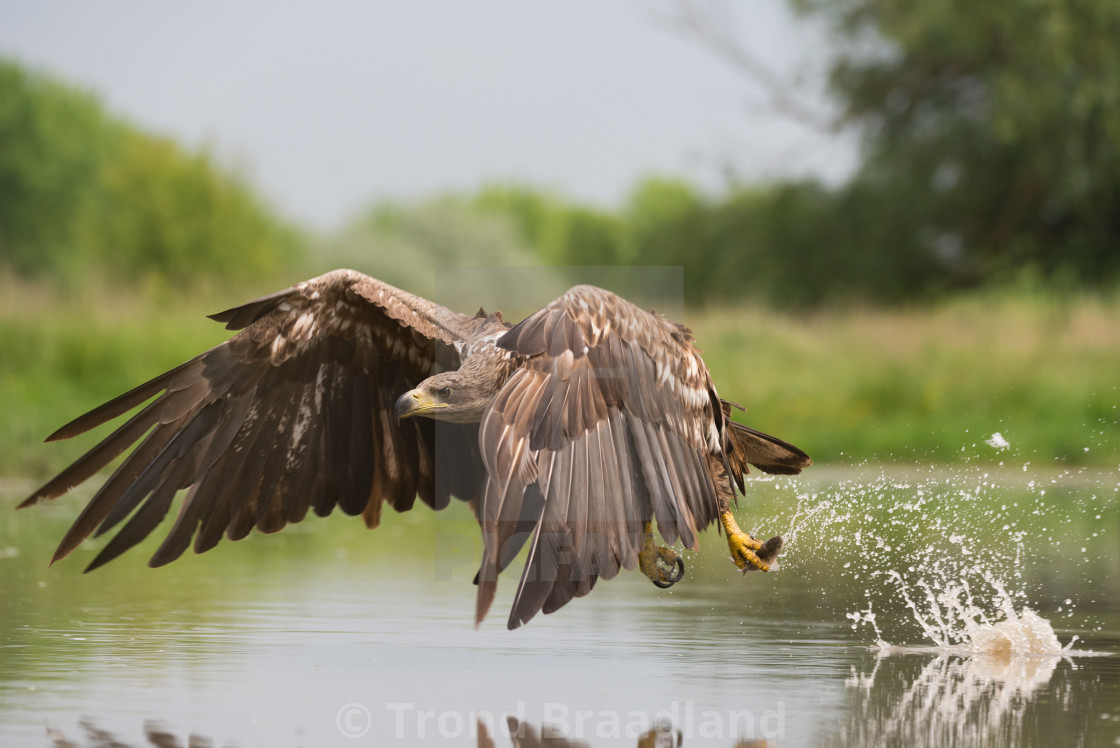 "White-tailed eagle catching fish" stock image