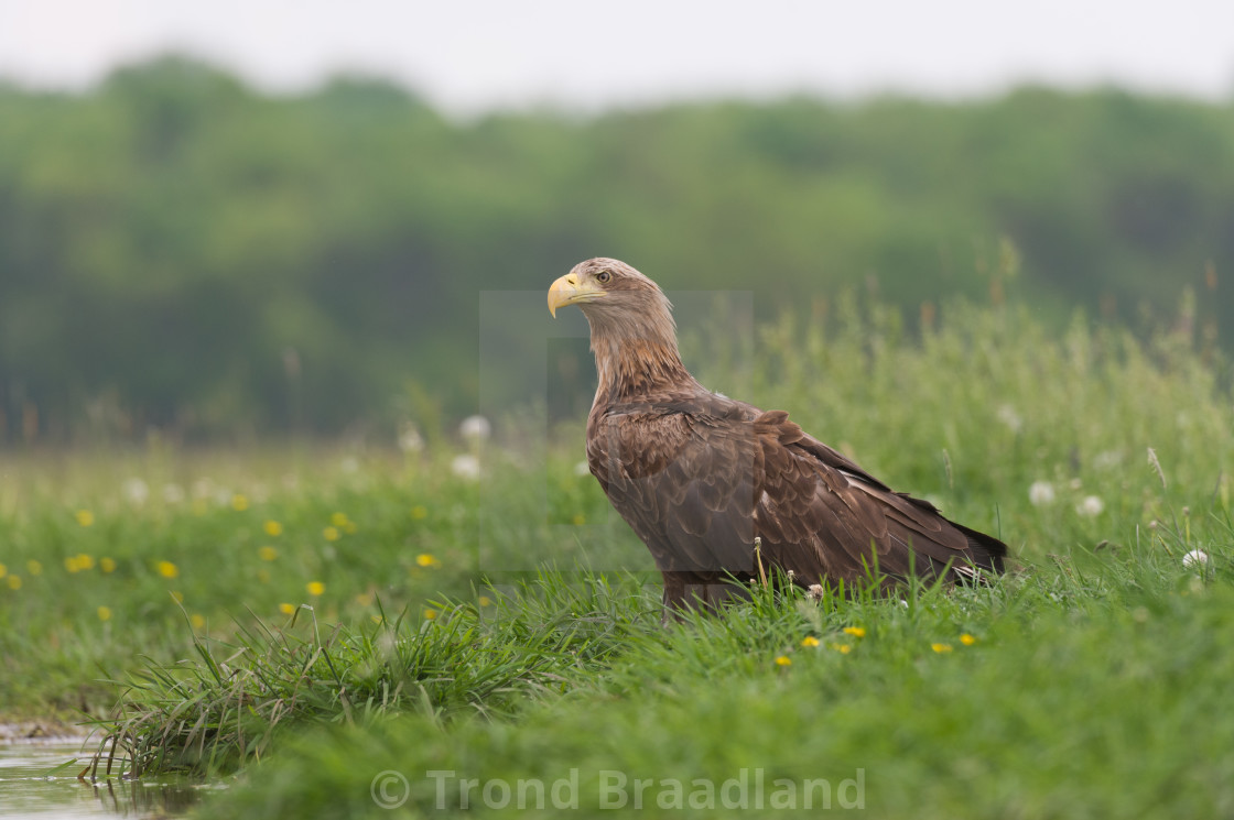 "White-tailed eagle" stock image