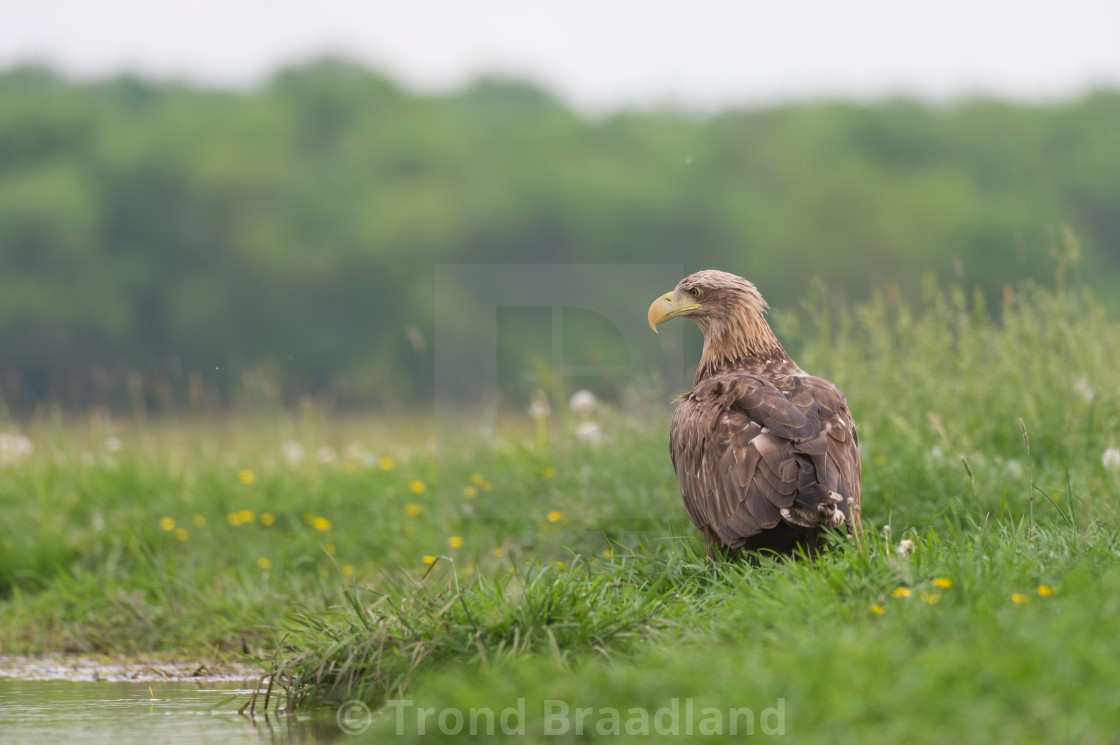 "White-tailed eagle" stock image