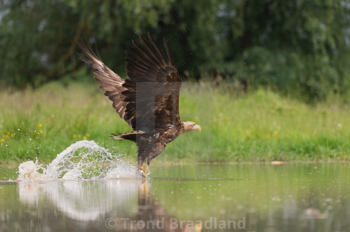 "White-tailed eagle taking off" stock image