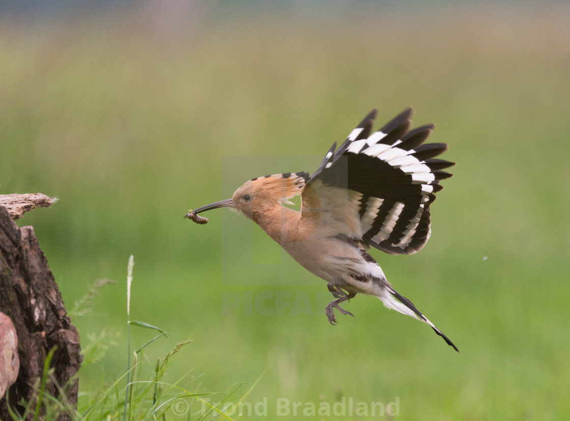 "Eurasian hoopoe" stock image