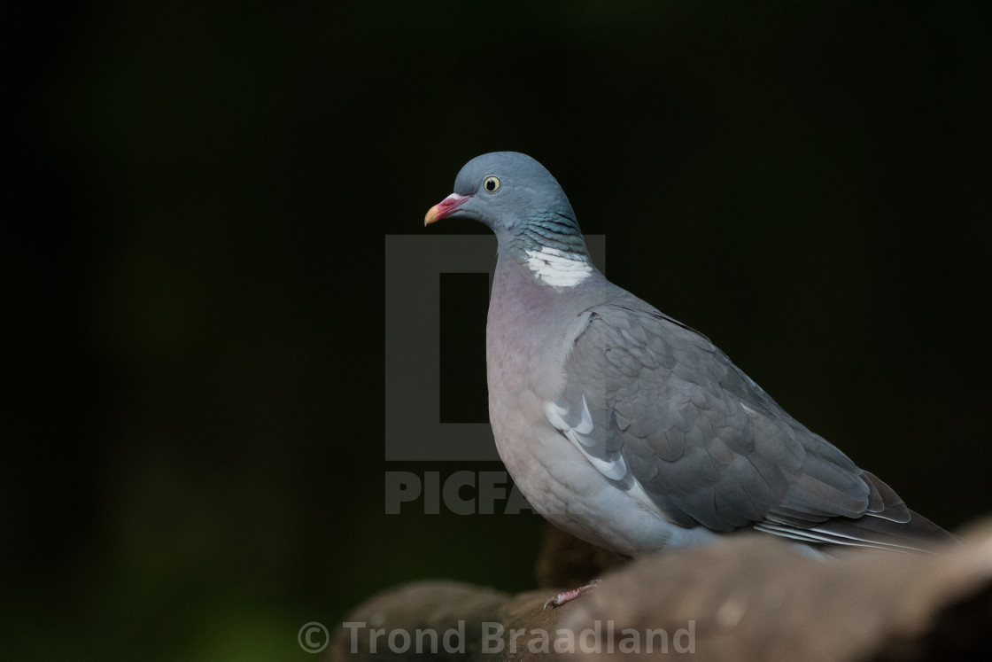 "Common wood pigeon" stock image