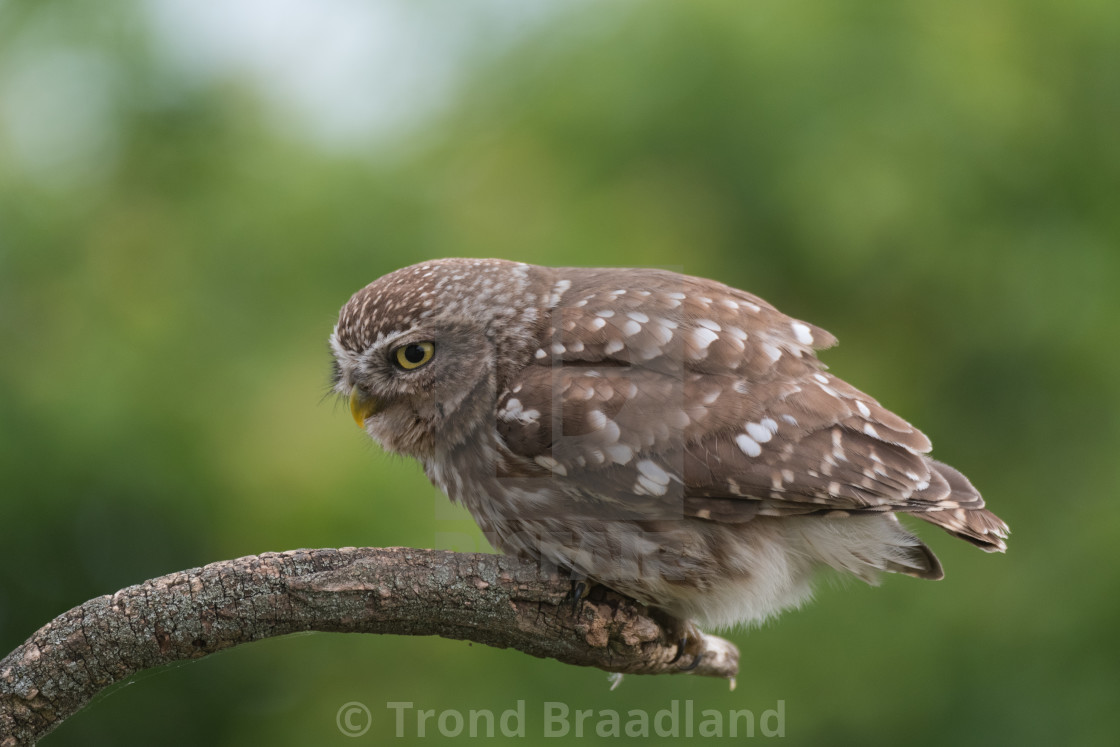 "Little owl" stock image